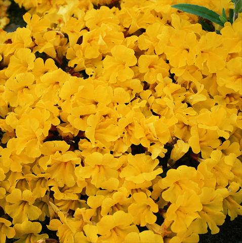 Foto fiore da  Basket o vaso Mimulus x hybrida F.1 Magic Yellow