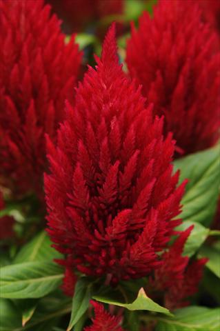 Foto fiore da  Vaso Celosia plumosa First Flame Red