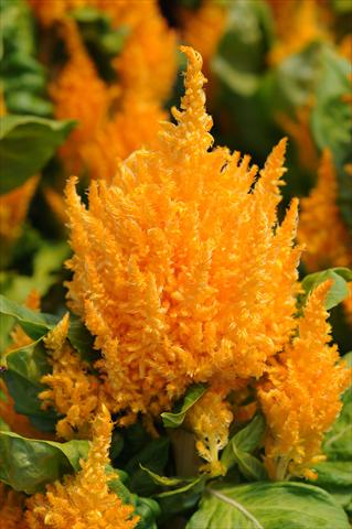 Foto fiore da  Vaso Celosia plumosa First Flame Yellow