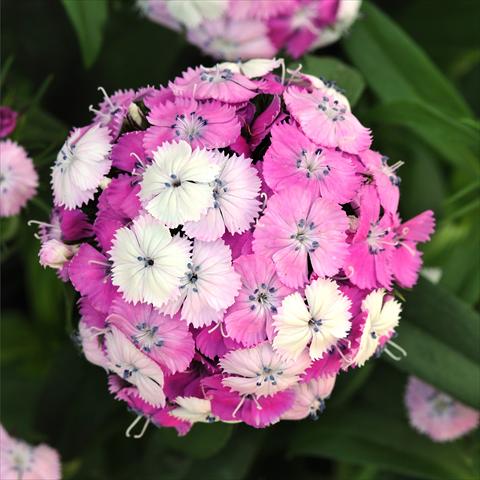 Foto fiore da  Vaso e aiola Dianthus barbatus Dash Magician