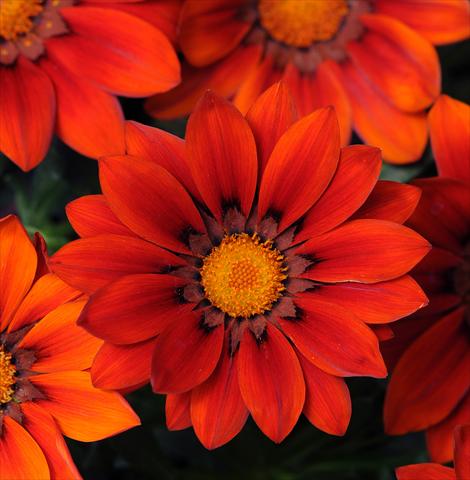 Foto fiore da  Aiuola e/o bordura Gazania rigens New Day Red Shades