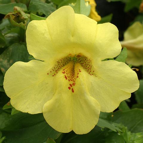 Foto fiore da  Basket o vaso Mimulus x hybrida F.1 Maximus Lemon Yellow