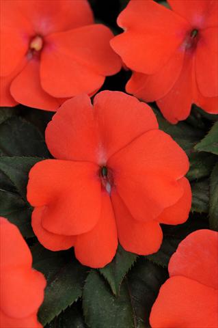 Foto fiore da  Vaso, aiuola, balcone, basket Impatiens N. Guinea Divine Melon