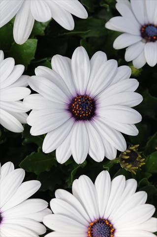 Foto fiore da  Vaso e aiola Osteospermum Akila White Improved