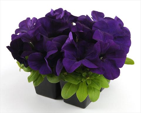 Foto fiore da  Vaso, aiuola, balcone, basket Petunia grandiflora Ez Rider Blue