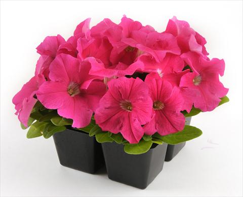 Foto fiore da  Vaso, aiuola, balcone, basket Petunia grandiflora Ez Rider Deep Pink