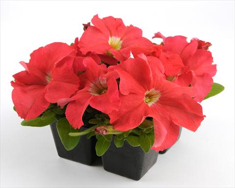 Foto fiore da  Vaso, aiuola, balcone, basket Petunia grandiflora Ez Rider Deep Salmon