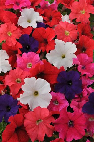 Foto fiore da  Vaso, aiuola, balcone, basket Petunia grandiflora Ez Rider Mixture