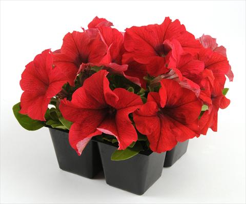 Foto fiore da  Vaso, aiuola, balcone, basket Petunia grandiflora Ez Rider Red