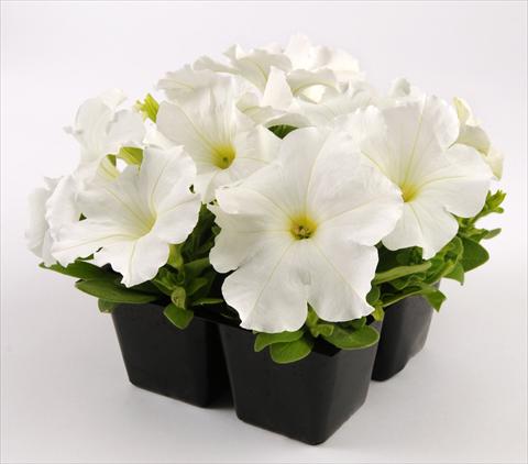 Foto fiore da  Vaso, aiuola, balcone, basket Petunia grandiflora Ez Rider White