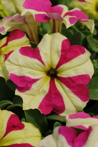 Foto fiore da  Vaso, aiuola, balcone, basket Petunia grandiflora Sophistica Lime Bicolour Improved