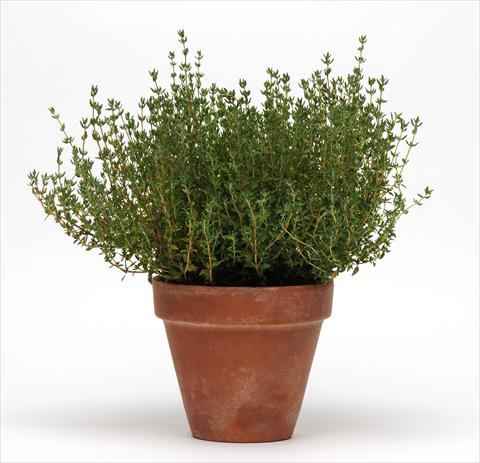 Foto fiore da  Vaso e aiola Thymus vulgaris SimplyHerbs Thyme