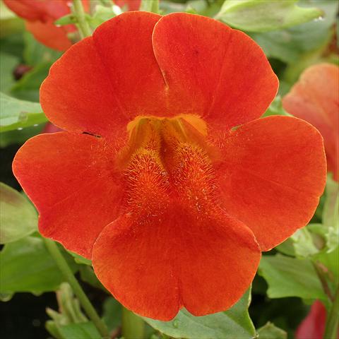 Foto fiore da  Basket o vaso Mimulus x hybrida F.1 Maximus Red Shades