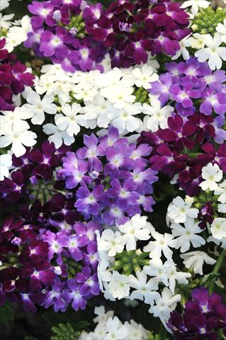 Foto fiore da  Vaso, balcone, basket Verbena Quartz XP Waterfall Mixture