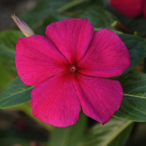 Foto fiore da  Vaso e aiola Catharanthus roseus - Vinca Titan Burgundy Improved