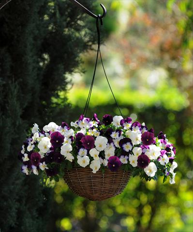 Foto fiore da  Vaso e aiola Viola wittrockiana Cool Wave Berries 