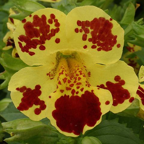 Foto fiore da  Basket o vaso Mimulus x hybrida F.1 Maximus Yellow Blotch