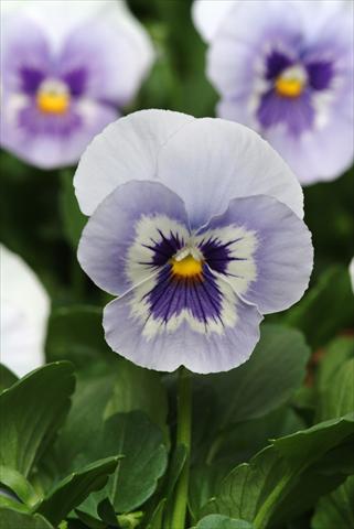 Foto fiore da  Vaso e aiola Viola wittrockiana Panola XP Marina Improved