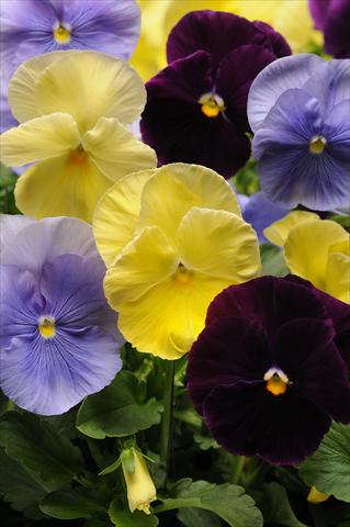 Foto fiore da  Vaso e aiola Viola wittrockiana Spring Matrix Tricolour Mixture