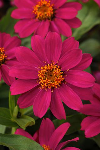 Foto fiore da  Aiuola e/o bordura Zinnia marylandica Zahara Cherry