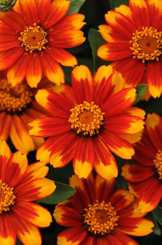 photo of flower to be used as: Bedding / border plant Zinnia marylandica Zahara Sunburst