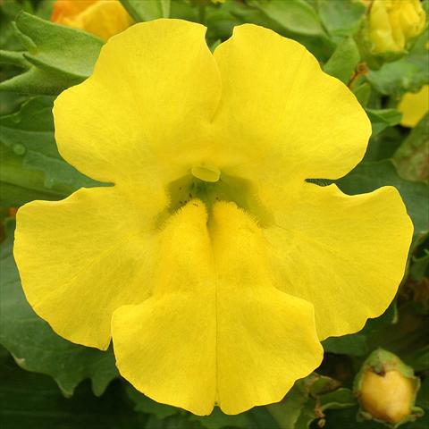 Foto fiore da  Basket o vaso Mimulus x hybrida F.1 Maximus Yellow