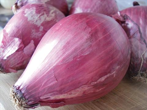 Foto fiore da  Vaso e aiola Allium cepa (cipolla) rossa tipo Tropea