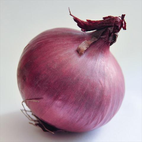 Foto fiore da  Vaso e aiola Allium cepa (cipolla) rossa