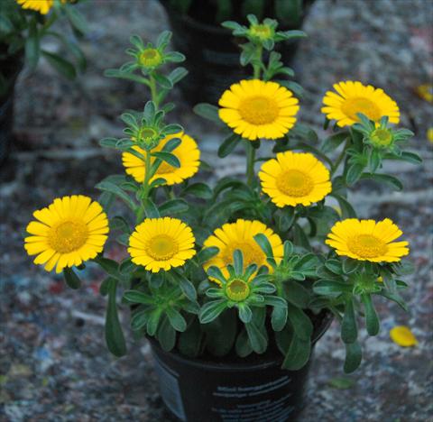 Foto fiore da  Vaso e aiola Asteriscus maritimus Asteriscus maritimus