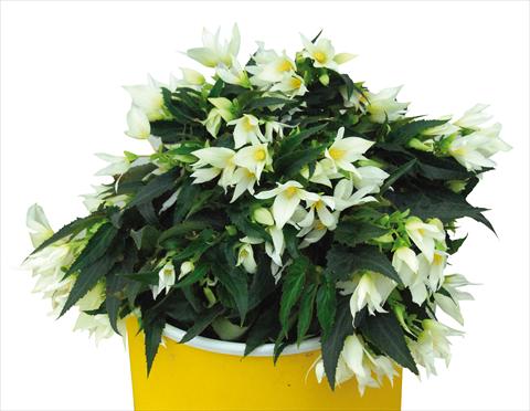 photo of flower to be used as: Bedding pot or basket Begonia boliviensis Crackling Fire® White