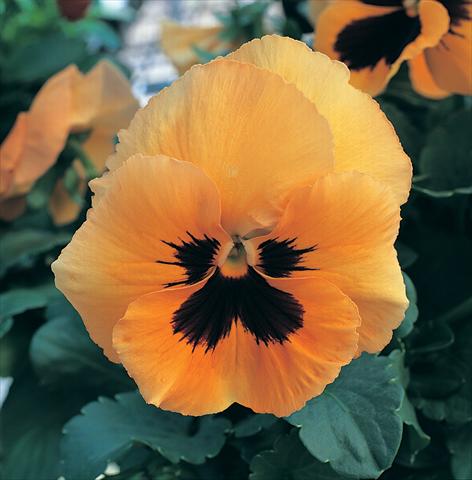 Foto fiore da  Vaso, aiuola, balcone Viola wittrockiana Magnum Orange Blotch