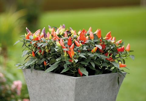 Foto fiore da  Vaso e aiola Capsicum annuum Acapulco Mix