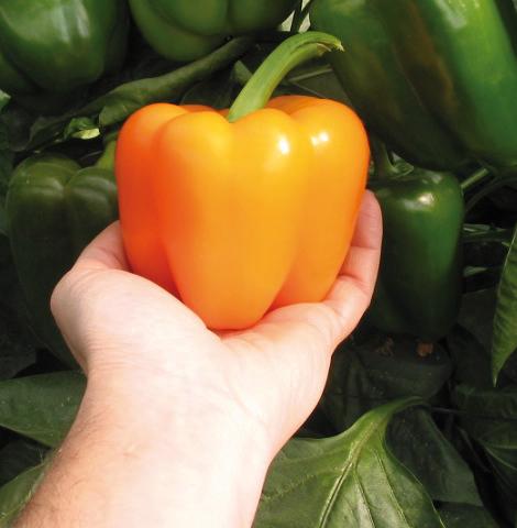 photo of flower to be used as: Pot and bedding Capsicum annuum arancio
