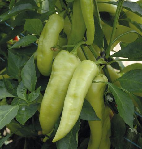 Foto fiore da  Vaso e aiola Capsicum annuum citrino allungato