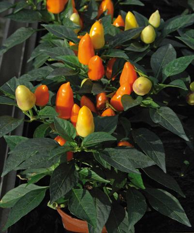 Foto fiore da  Vaso e aiola Capsicum annuum Cubana Mix