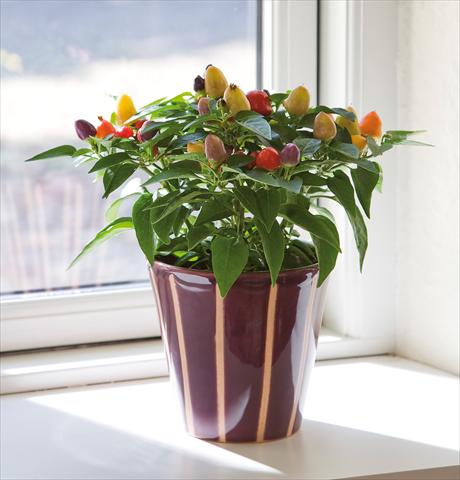 Foto fiore da  Vaso e aiola Capsicum annuum Harlequin