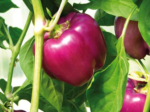 Foto fiore da  Vaso e aiola Capsicum annuum viola