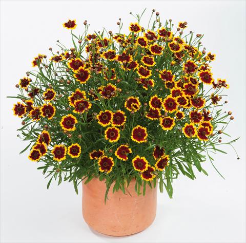 Foto fiore da  Vaso e aiola Coreopsis auriculata f. nana Highland Blast