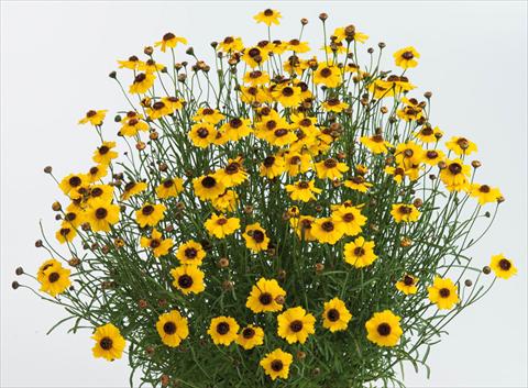 Foto fiore da  Vaso e aiola Coreopsis auriculata f. nana Highland Gold