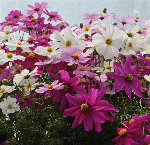 Foto fiore da  Vaso e aiola Cosmos bipinnatus Mix