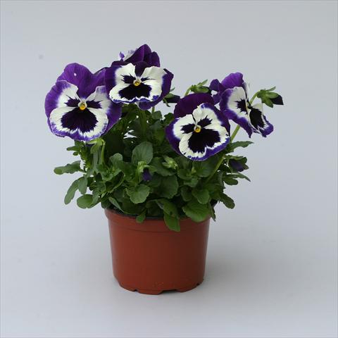 Foto fiore da  Vaso, aiuola, balcone Viola wittrockiana Magnum Purple Bicolour