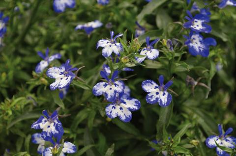 photo of flower to be used as: Pot, bedding, patio, basket Lobelia California Blu Point