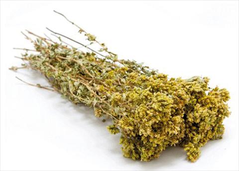 photo of flower to be used as: Pot and bedding Origanum vulgare italico