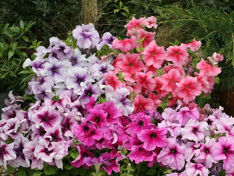 Foto fiore da  Basket o vaso Petunia x hybrida Prism miscuglio