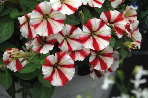 photo of flower to be used as: Pot, bedding, patio, basket Petunia pendula Crazytunia Cherry Cheesecake