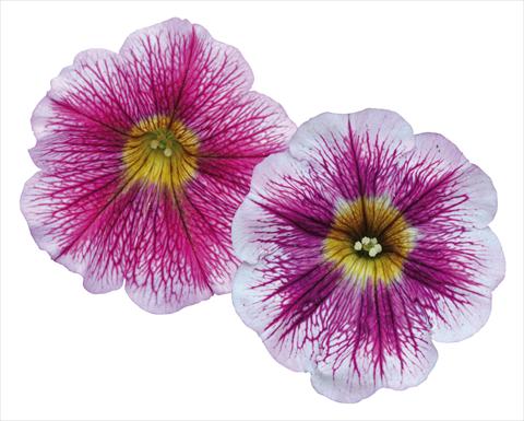 Foto fiore da  Vaso, aiuola, balcone, basket Petunia pendula Great Beauty Mix