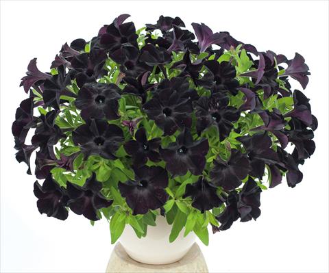 Foto fiore da  Vaso, aiuola, balcone, basket Petunia pendula Ray Black