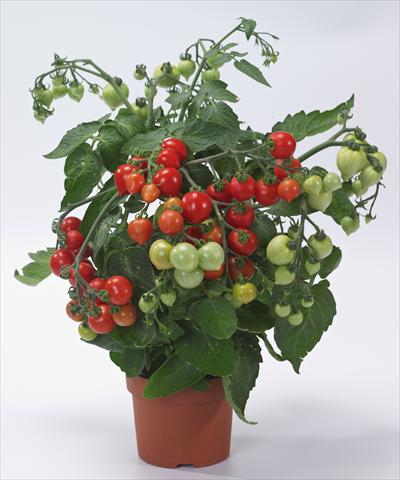 Foto fiore da  Vaso, aiuola, balcone Solanum lycopersicum (pomodoro) Cuoricino