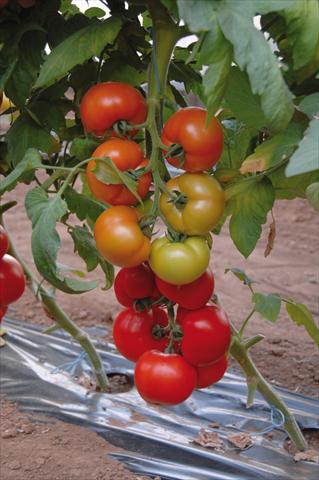 photo of flower to be used as: Pot, bedding, patio Solanum lycopersicum (pomodoro) grappolone tutta polpa