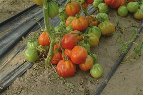 Foto fiore da  Vaso, aiuola, balcone Solanum lycopersicum (pomodoro) Mini cuor di bue F1